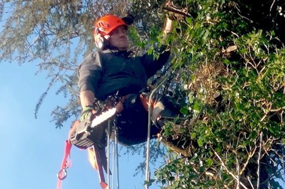 Tree Services