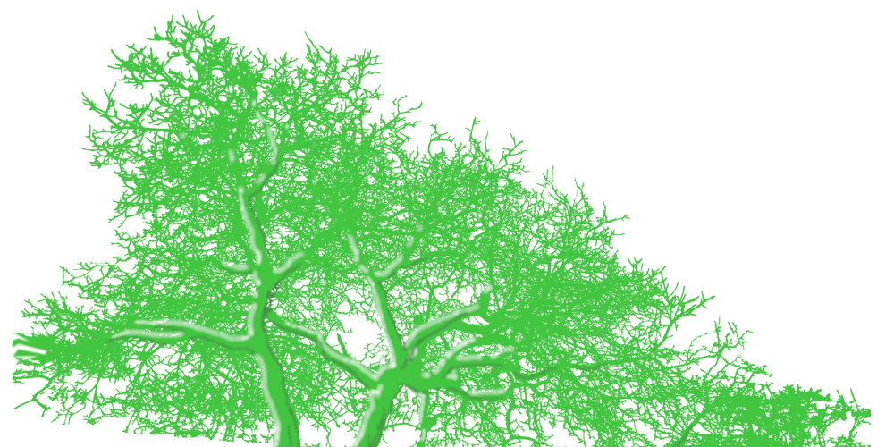 Argyll Tree Surgery